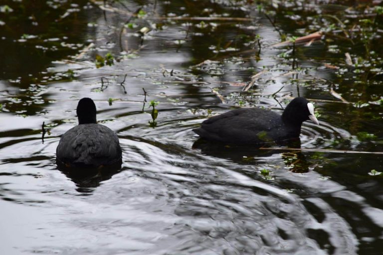 Keston Ponds