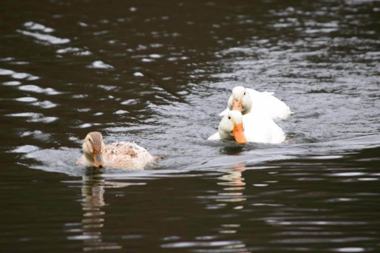 Keston Ponds