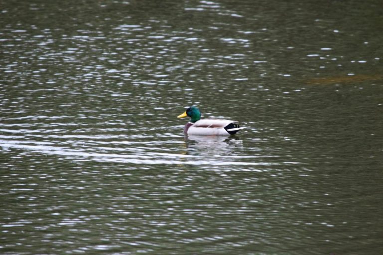 Keston Ponds