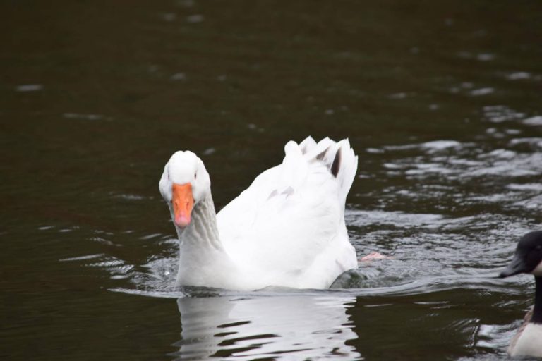 Keston Ponds
