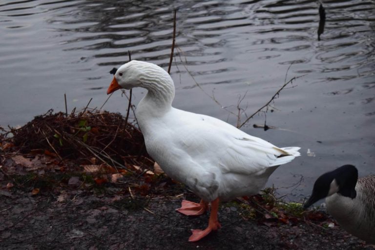 Keston Ponds