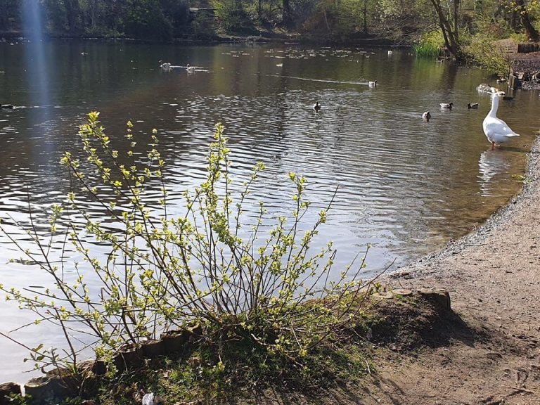 Keston Ponds